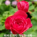 비바로지타 제라늄구해요 이미지