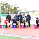 경산애견연맹 진돗개전람회 성견수조 1석 .금상 (평택 양용식님) 이미지