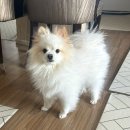 호빵펫살롱 이미지