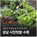 (주)우리환경 | 성남 시민텃밭 친환경 주말농장 한달차 수확 후기