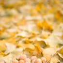 은행정천 이미지