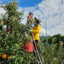 문경거점산지유통센터 | 사과계의 에르메스 문경 감홍 사과 탁월한 맛 아시나요?