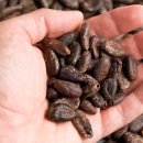 사차인치와 카카오닙스 차세대 수퍼푸드 먹어보셨나요? 이미지