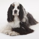 강서 더힐 동물병원 이미지