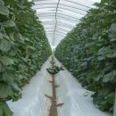 야훼농장 이미지