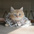 스핑크스의 숲 이미지