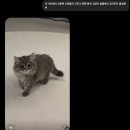 케이스티파이 펫 컬렉션🐾 만드는 방법부터 챗gpt활용 꿀팁!! 내돈내산 후기🐈‍⬛