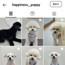 해피니스퍼피
