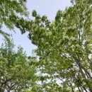 강당말공원 이미지