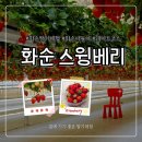 화순골프존 | 화순 딸기체험 스윙베리 봄나들이 특별한 데이트