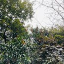 제주 사라봉 일제동굴진지 이미지