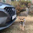 댕댕이 머리방 이미지