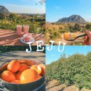 정만농장 | 12월 서귀포 가볼만한곳 감귤 체험 추천 동백 정원 카페 마노르블랑