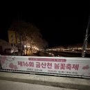 금산천 | 금산읍 금산천 봄꽃축제 벚꽃놀이 다녀왔어요 (낮과 밤의 다른 매력)