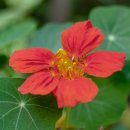 한련화(Nasturtium) 이미지