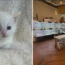 도그마루 강아지고양이 일산점 이미지