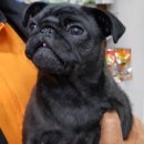 용산종합동물병원 이미지