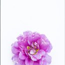 폴리안나