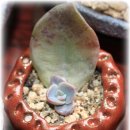 도토리우주선 이미지