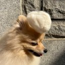 이글케어 협동조합 | 노견 강아지 저자극 샴푸 아마존펫 프리미엄 스킨케어샴푸, 자연유래 성분으로 피부진정 모질관리 솔직후기