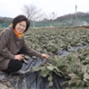 선화천년초