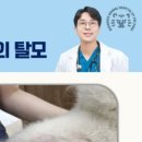 호랑이 동물병원 이미지