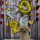 다원하개 이미지