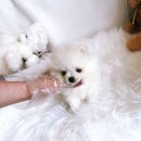 천안 강아지분양 고양이분양 파라다이스펫본점 이미지