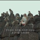 장노자 Daum카페