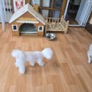 써니펫시터 이미지