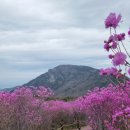 꽃이야기와 치유 | 대구 비슬산 참꽃길 / 끝없이 펼쳐진 참꽃 물결, 그 장엄한 치유의 현장
