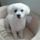 아빠손동물병원 이미지