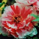 모란모란 이미지