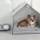 펫토 이미지