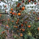 햇빛나눔 | 대봉감 수확 후기 | 11월 감 따기 과수원 일상 + 나눔의 기쁨 (감말랭이 도전 예고)