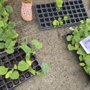 진도읍조금시장 이미지