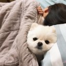 삼양동물병원 이미지