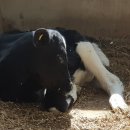 송산목장 이미지