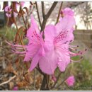 진달래 이미지