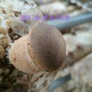 고노골농장 이미지