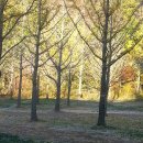 은행나무 펜션 이미지