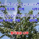 향기로운나무 이미지