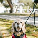 강아지 켄넬 이미지