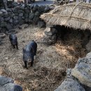 토종돼지농장 이미지