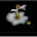 강아지풀 이미지