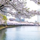 2019 봄 인생샷 명소 추천! 열차 타고 만나는 봄꽃축제 현장 이미지