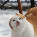 도리도리 이미지