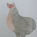 아라우카나 반탐(Araucana Bantam)종 이미지