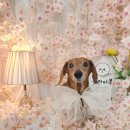 플라이봉 이미지