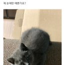 강남고양이분양 러브앤캣 이미지